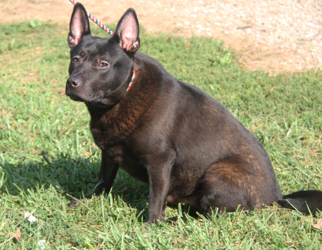 Adopt-a-pet: Rick